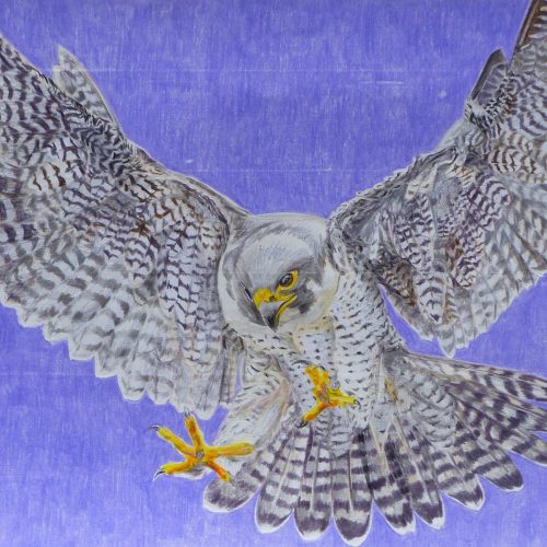 470984486_1480994662569784_2964179917588913765_n